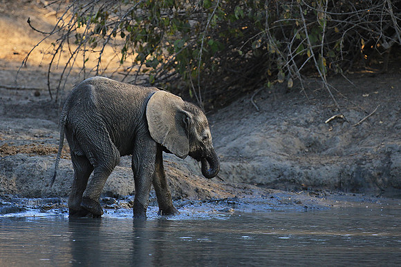 Mana Pools NP