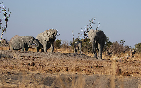 Hwange NP
