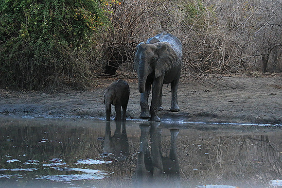 Mana Pools NP