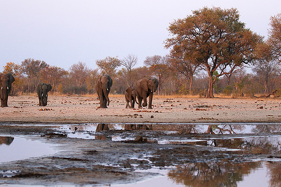 Hwange NP