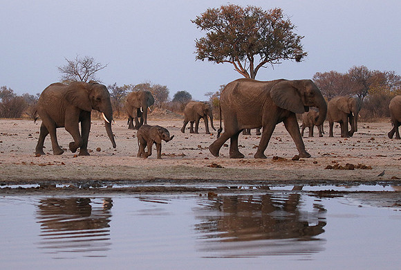 Hwange NP