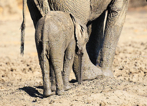 Mana Pools NP