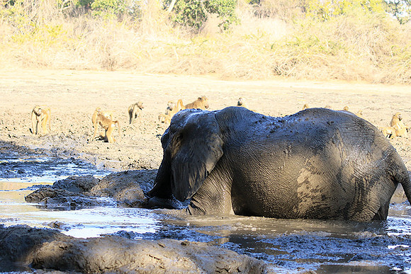 Mana Pools NP