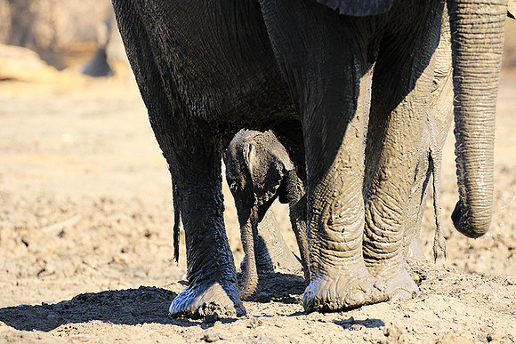 Mana Pools NP