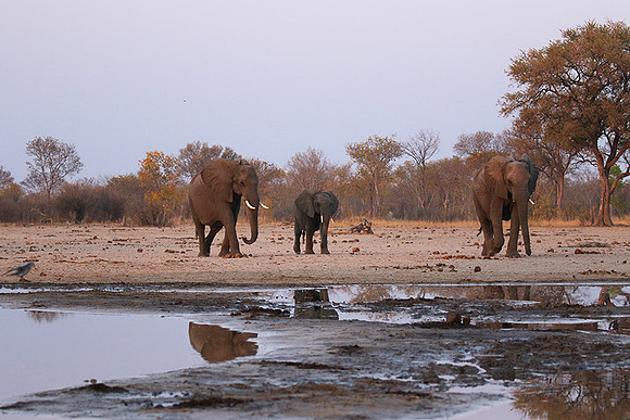 Hwange NP