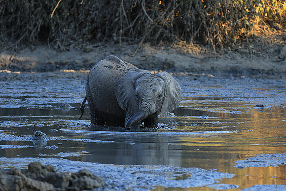 Mana Pools NP