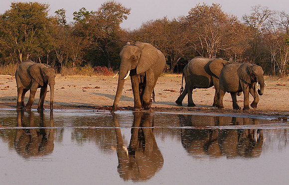 Hwange NP