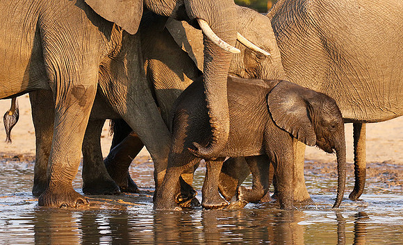 Hwange NP