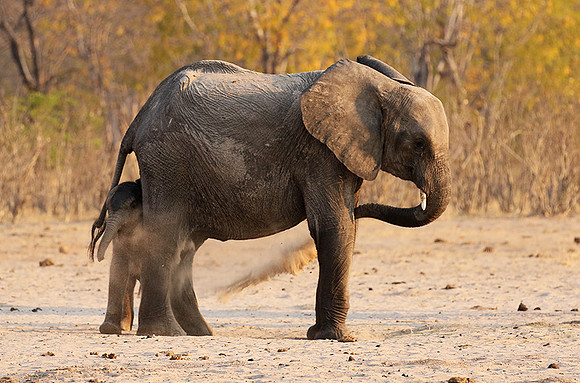 Hwange NP