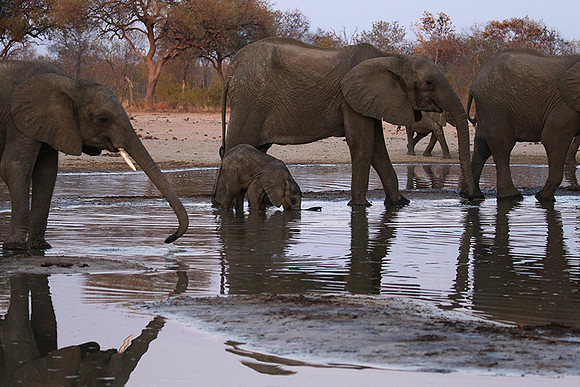 Hwange NP