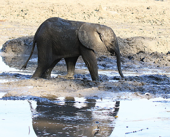 Mana Pools NP