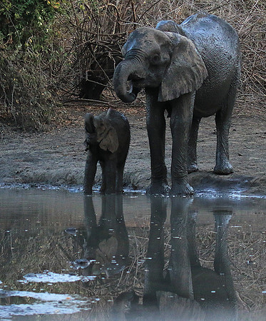 Mana Pools NP