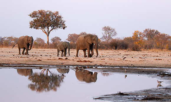 Hwange NP