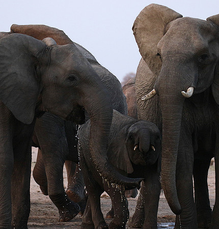 Hwange NP