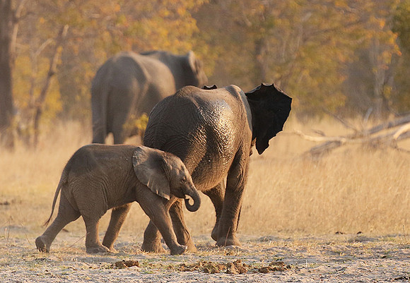 Hwange NP