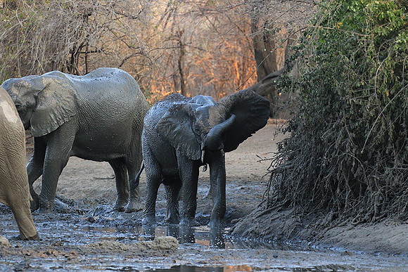 Mana Pools NP