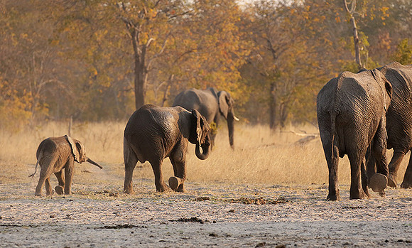 Hwange NP