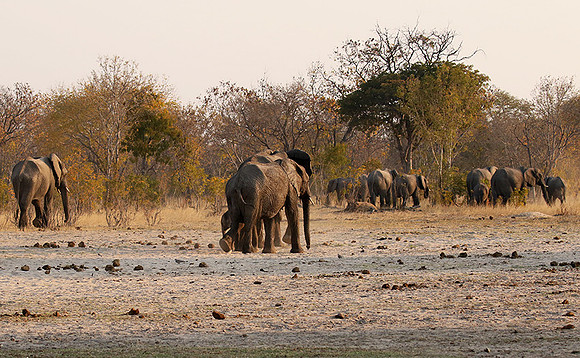 Hwange NP
