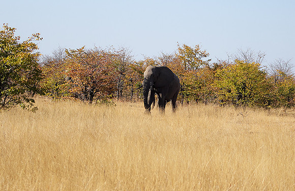 Hwange NP