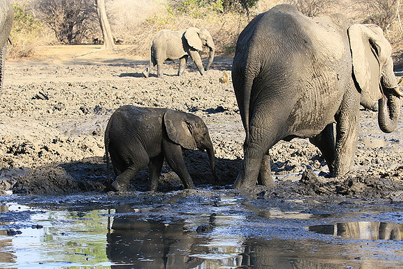 Mana Pools NP