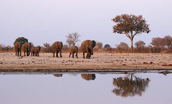 Hwange NP