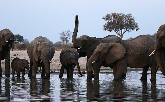 Hwange NP