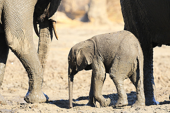 Mana Pools NP