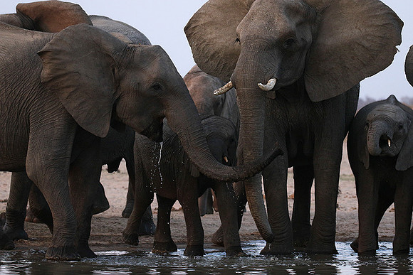 Hwange NP