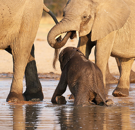 Hwange NP