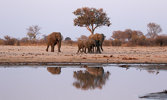 Hwange NP
