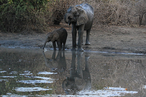 Mana Pools NP