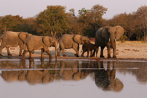 Hwange NP