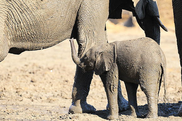 Mana Pools NP