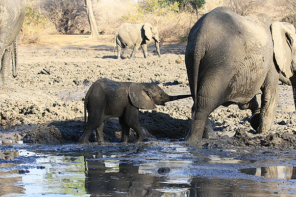 Mana Pools NP