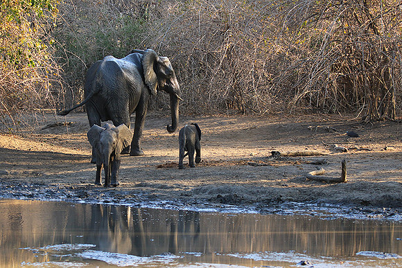 Mana Pools NP
