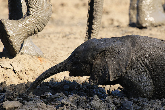 Mana Pools NP