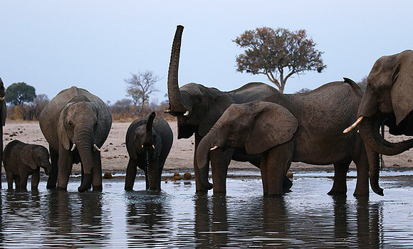 Hwange NP