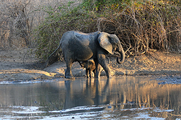 Mana Pools NP