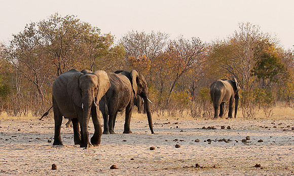Hwange NP