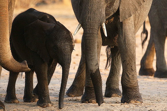 Hwange NP