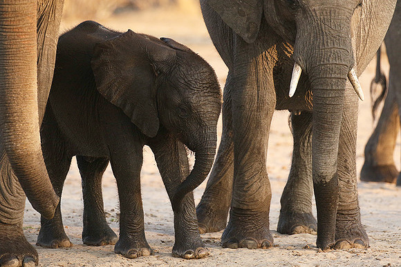 Hwange NP