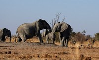 Hwange NP