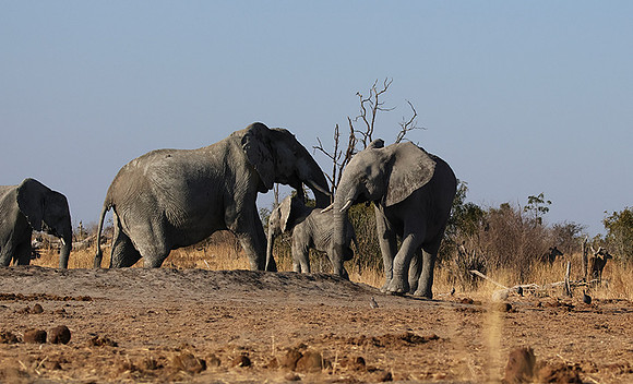 Hwange NP