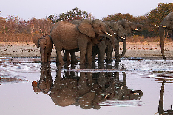 Hwange NP