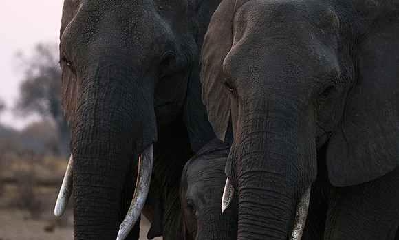 Hwange NP