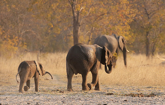 Hwange NP