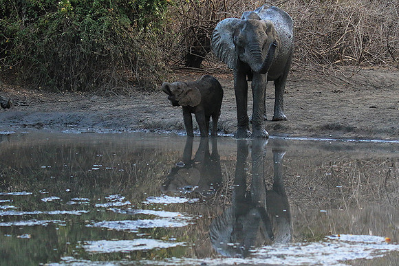 Mana Pools NP