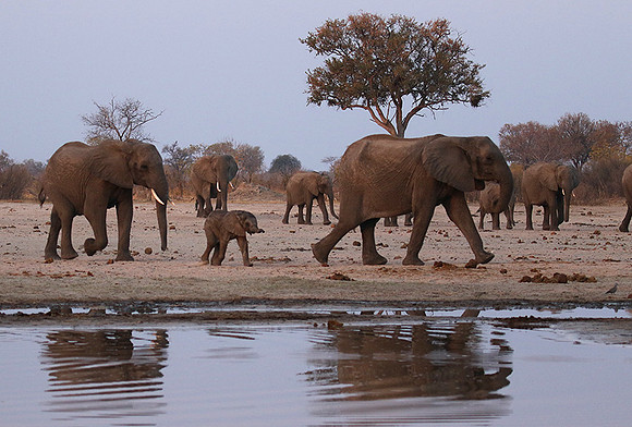 Hwange NP