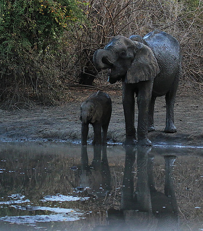 Mana Pools NP
