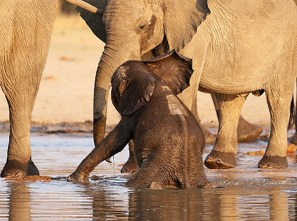 Hwange NP